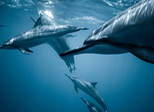 J9九游会集团-公牛三人20+吉迪三双 公牛战胜雄鹿结束11连败